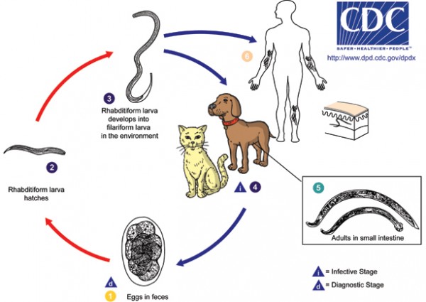 cutane-larva-migrans