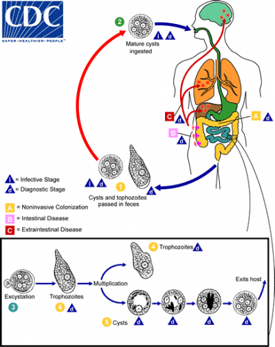Amoebiasis-levenscyclus